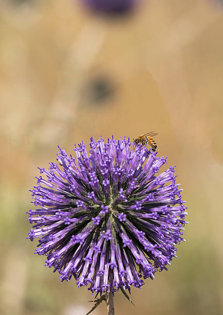 echinops sphaerocephalus con ape - echinops spaerocephalus foto e immagini stock