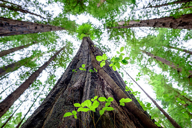 istock Majestic Redwood 532550608