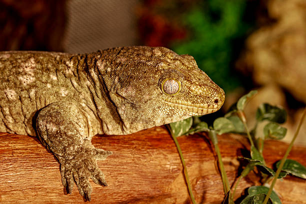 istock fantastic close-up portrait of tropical gecko. Selective focus, 532550877