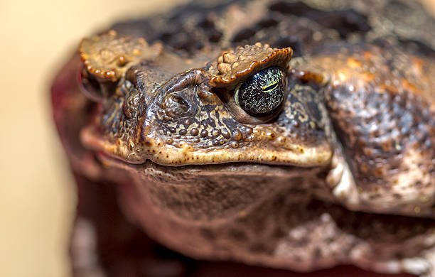 istock fantastic portrait of horned toads threatening frog. Selective f 532550881