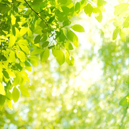 Background with sunbeam and leaves in the forest