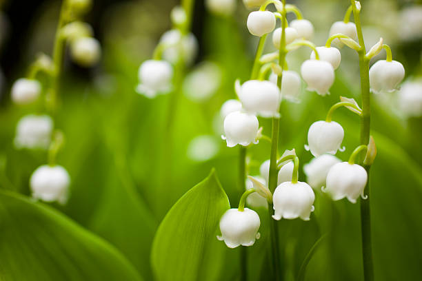 1,800+ Lily Of The Valley Bush Stock Photos, Pictures & Royalty-Free ...