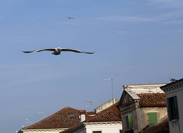 istock evolution of the flight of a Seagull in the sky 532551955