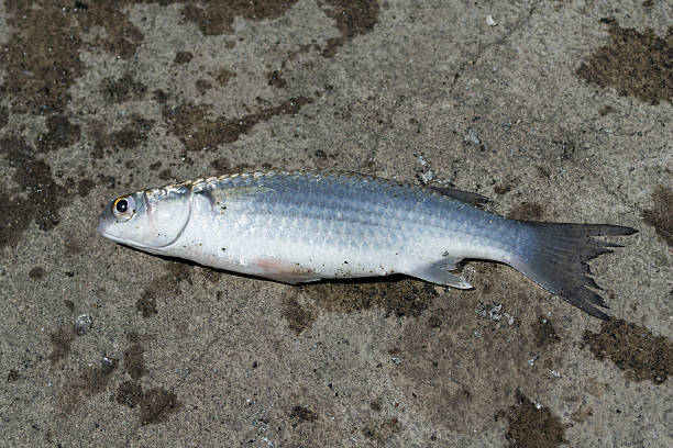 istock Fish,Flathead mullet, Grey mullet, Striped mullet 532552151