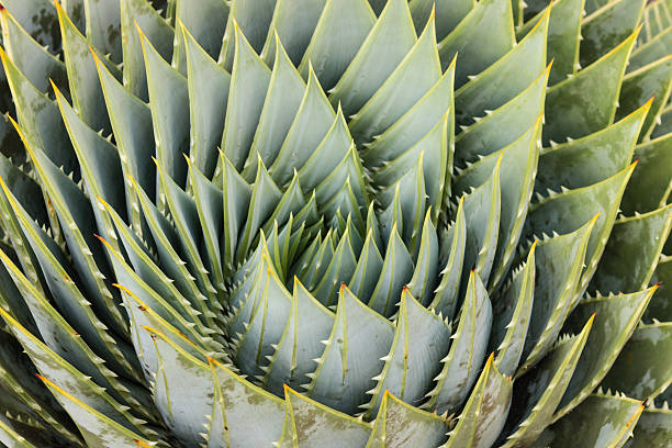 istock spiral aloe leaves 532552327