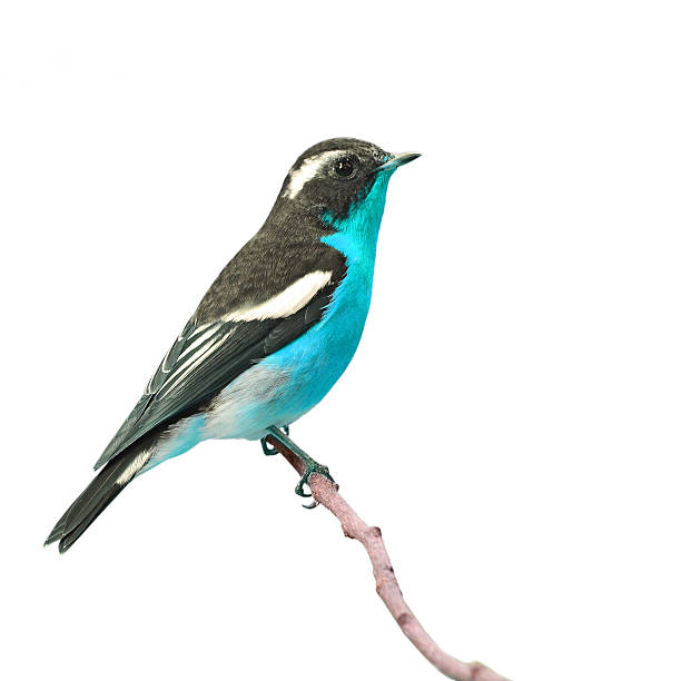 istock Beautiful colorful bird 532552761