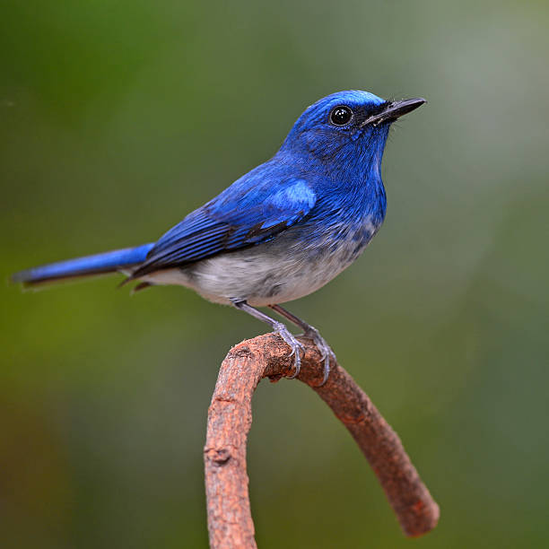 istock Hainan Blue Flycatcher bird 532552871