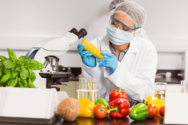 istock Food scientist looking at corn cob 532552885