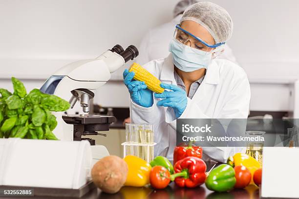 Food Scientist Looking At Corn Cob Stock Photo - Download Image Now - Microscope, Vegetable, Women