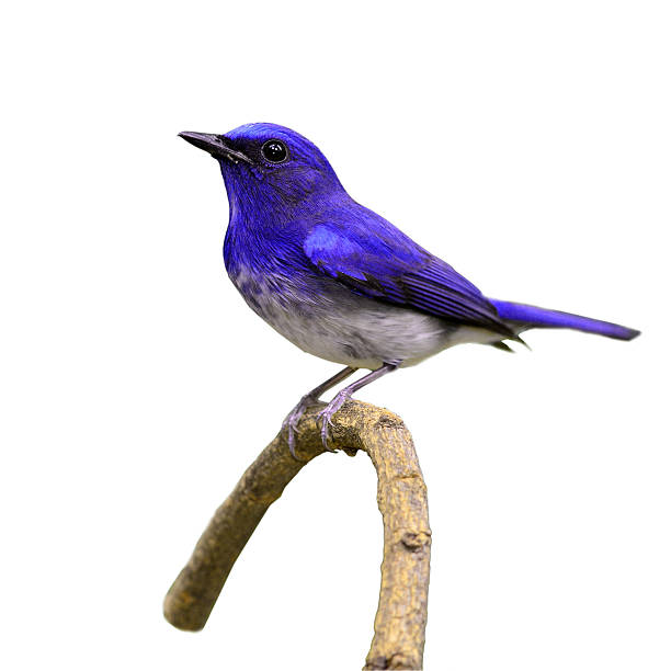 istock Beautiful colorful bird 532552897