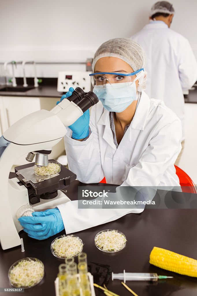 Food scientist looking at petri dish under microscope Food scientist looking at petri dish under microscope at the university 18-19 Years Stock Photo