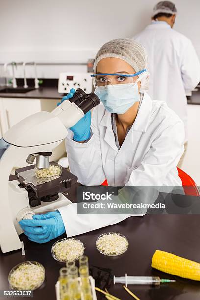 Food Scientist Looking At Petri Dish Under Microscope Stock Photo - Download Image Now