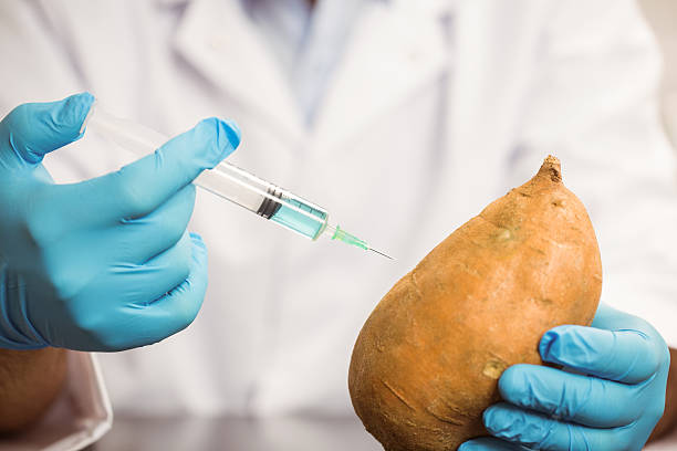 istock Food scientist injecting a potato 532553153