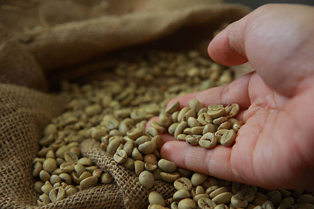 grains de café vert - fresh coffee photos et images de collection