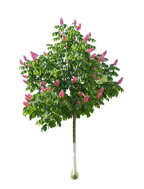 istock Tree of red horse-chestnut with flowers on light background 532553812