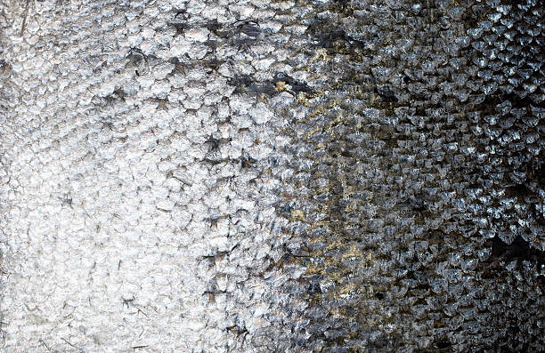 istock Fresh salmon skin background texture 532553916