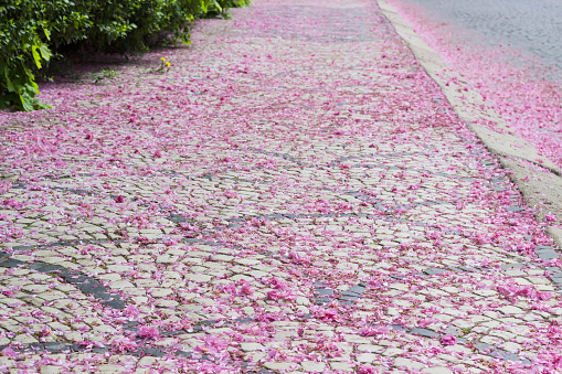 Pavement, made from cobblestone two colors, strewn with fallen petals of cherry blossoms