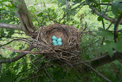 Bird's nest in their natural habitat.