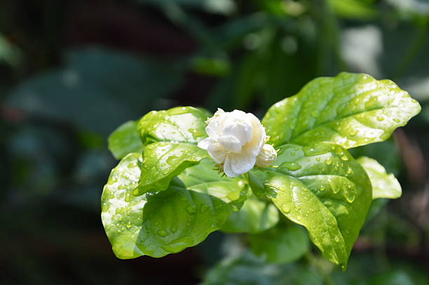 istock white jasmine on branch in garden 532556098
