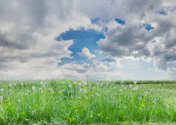 Scenic yellow wild flowers with storm clouds above in the Dullstroom countryside of South Africa.