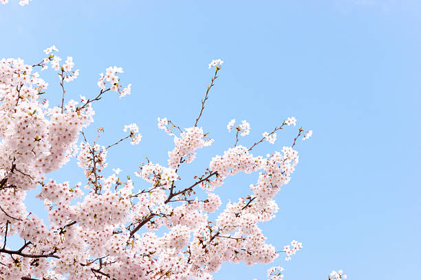цветы на вишневое дерево и голубое небо - vibrant color horizontal japan branch стоковые фото и изображения