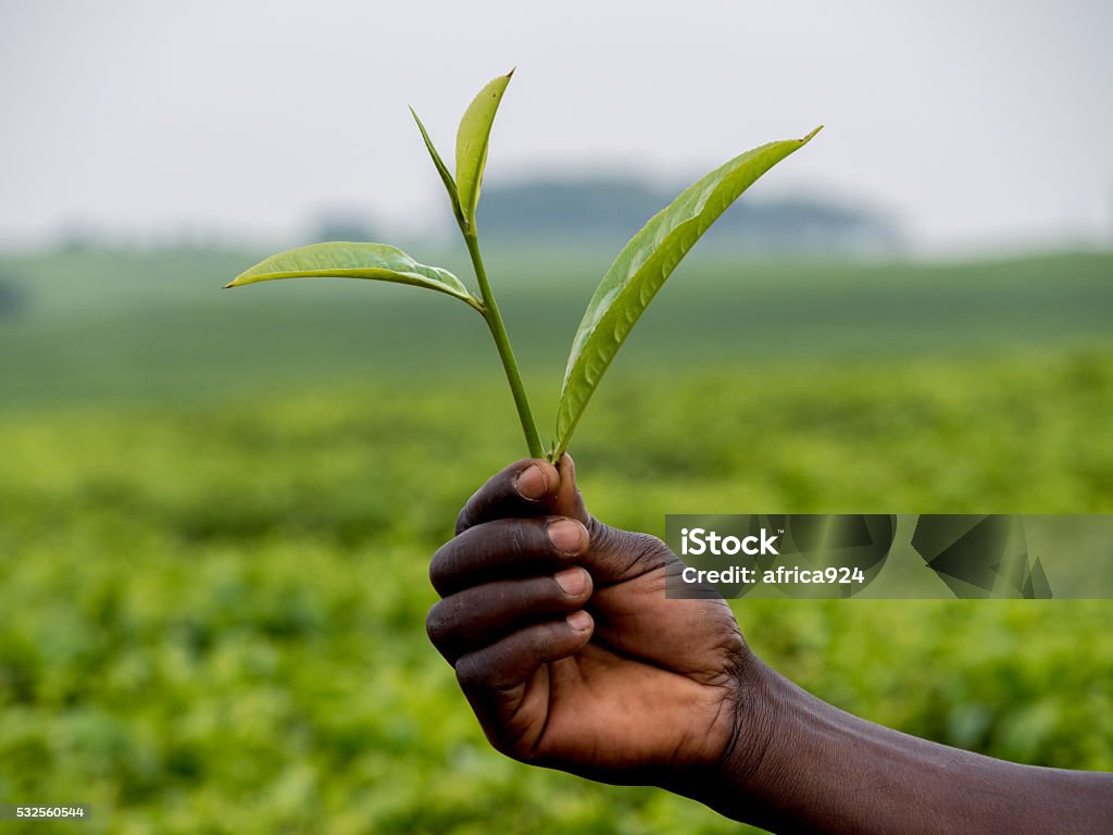 tea leaves tea leaves shown by an African Africa Stock Photo