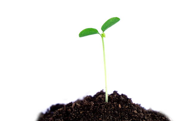 istock glowing green plant in soil on white background 532561826