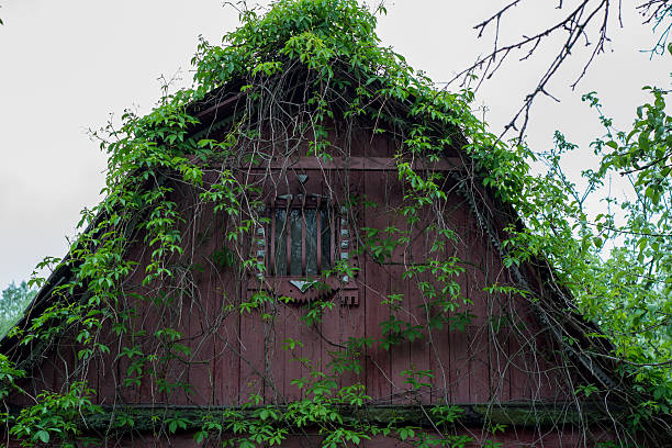 istock Overgrown roof on abandoned house 532561940