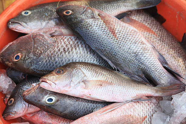 istock Freshly caught fish at the fish market 532562358
