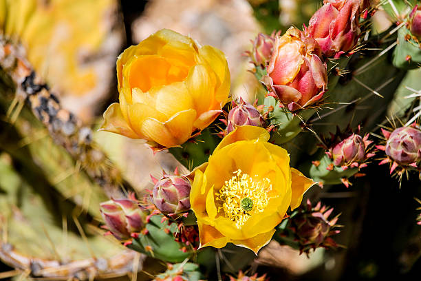 Pricky Pear Cactus Flowers in Sonoran desert, Arizona Delicate, fragile yellow flowers blossom in springtime on a prickly pear cactus, in the Sonoran desert south of Aguila, Arizona. sonoran desert cactus prickly pear cactus single flower stock pictures, royalty-free photos & images