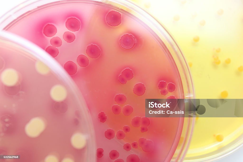 Differentiation of bacteria Accessibility Stock Photo