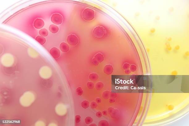Differentiation Of Bacteria Stock Photo - Download Image Now - Accessibility, Bacterium, Biochemistry