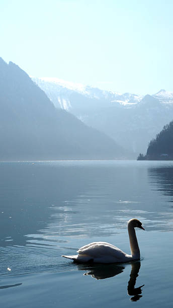 istock White swan on lake water 532564234