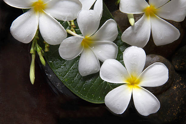 istock Plumeria flower on the stone flooring. 532565200