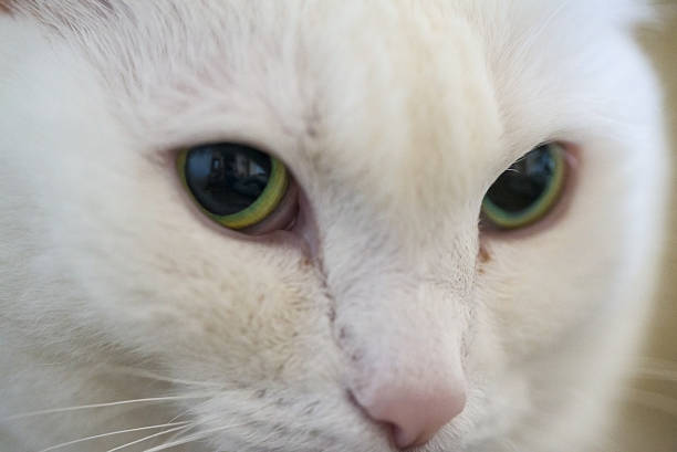 istock Macro shot green eyed cat 532567936