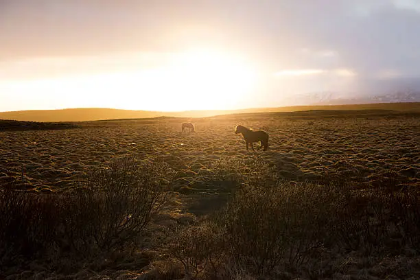 Horses in a field in front of the sun during sunset. Backlighting horses.