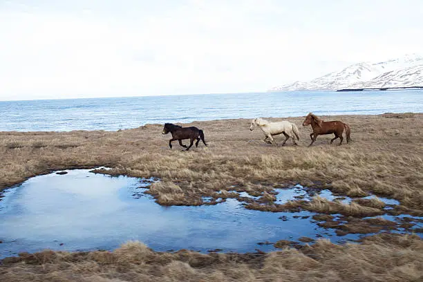 Three wild horses running free by the sea side in Iceland.