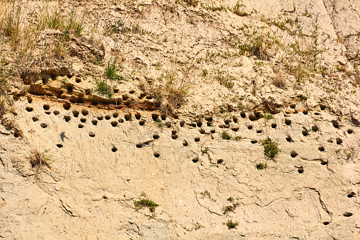 Swallows Nesting Holes In A Slope Stock Photo - Download Image Now ...