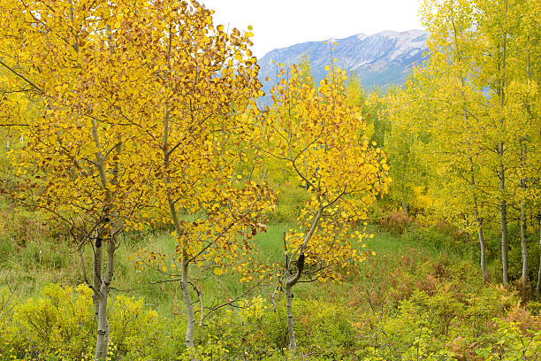 Gunnison National Forest in Autumn Gunnison National Forest in Autumn, Kebler Pass, Colorado, USA birch gold group reviews website stock pictures, royalty-free photos & images