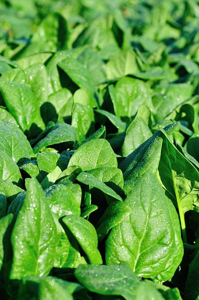 istock green spinach in growth at vegetable garden 532573845