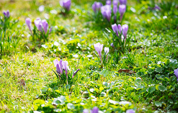 istock Group of Purple crocus (crocus sativus) with selective/soft focu 532573870