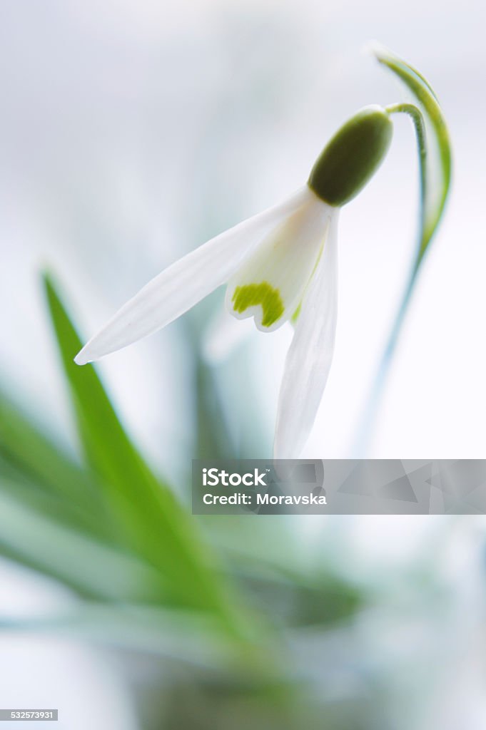 Closeup snowdrop flower in blur 2015 Stock Photo