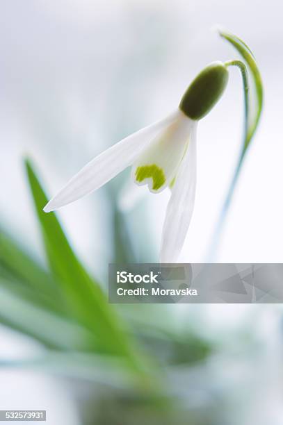 Closeup Snowdrop Flower In Blur Stock Photo - Download Image Now - 2015, Botany, Close-up