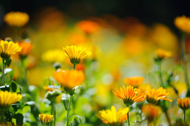 istock Beautiful herbal calendula field in spring time with sun rays 532574375
