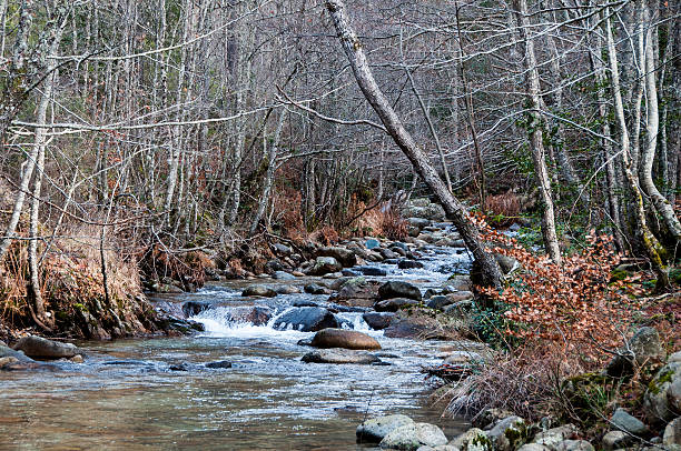 istock river in the forest in Corsica 532574377