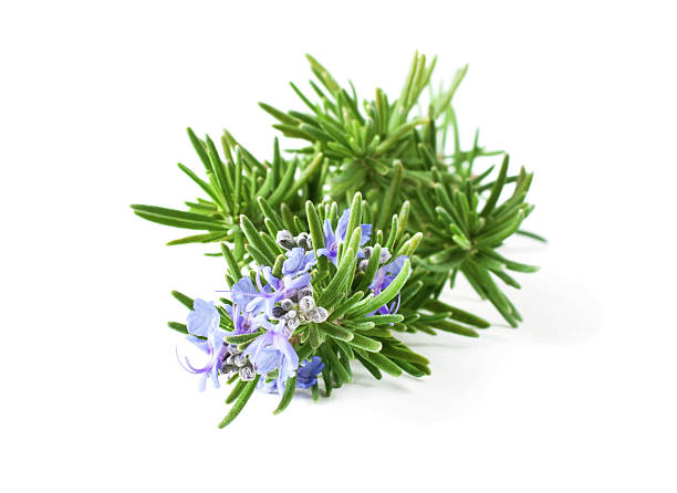 rosmarino - rosemary flower single flower flower head foto e immagini stock