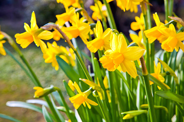 istock Yellow daffodils in the garden 532574803