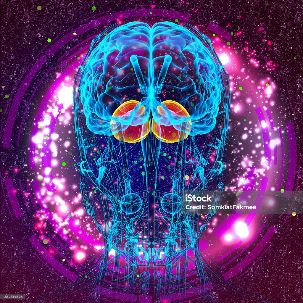 3d render medical illustration of the human brain cerebrum 3d render medical illustration of the human brain cerebrum - front view 2015 Stock Photo