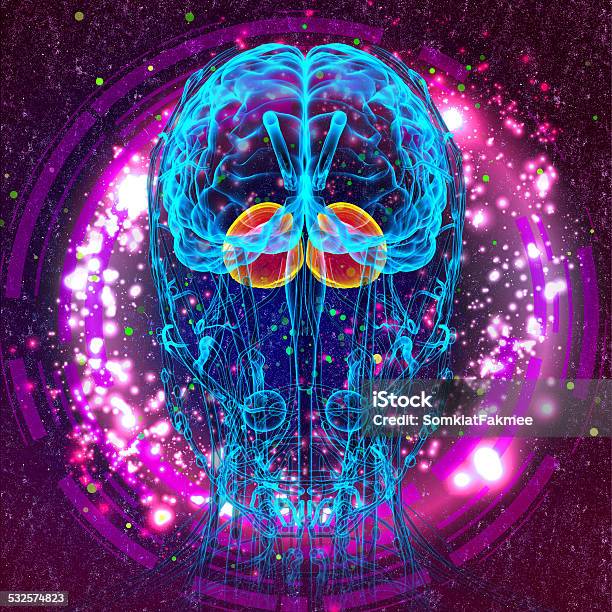 3d Render Medical Illustration Of The Human Brain Cerebrum Stock Photo - Download Image Now