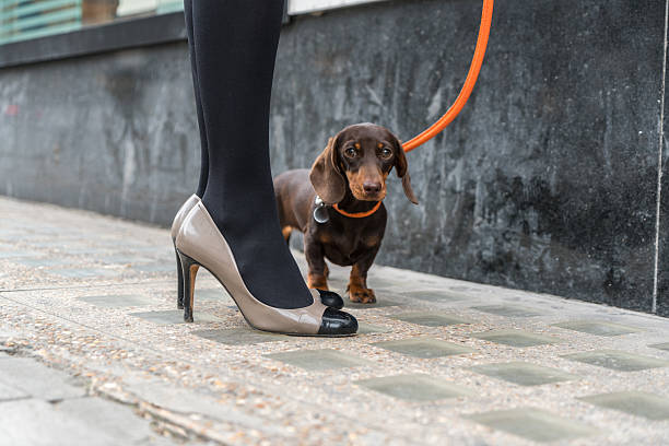 istock Low section of woman with dachshund on footpath 532574962